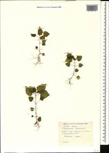 Circaea alpina L., Caucasus, Krasnodar Krai & Adygea (K1a) (Russia)