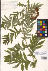 Tanacetum macrophyllum (Waldst. & Kit.) Sch. Bip., Eastern Europe, Moscow region (E4a) (Russia)