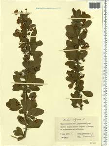 Berberis vulgaris L., Eastern Europe, South Ukrainian region (E12) (Ukraine)