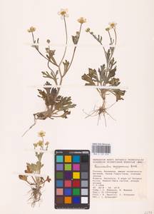 Ranunculus oxyspermus Willd., Eastern Europe, Lower Volga region (E9) (Russia)