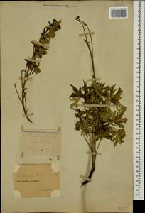 Delphinium flexuosum M. Bieb., Caucasus, Stavropol Krai, Karachay-Cherkessia & Kabardino-Balkaria (K1b) (Russia)