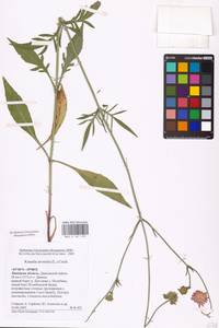 Knautia arvensis (L.) Coult., Eastern Europe, Central forest-and-steppe region (E6) (Russia)