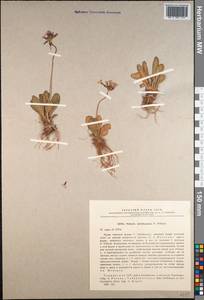 Primula baldshuanica B. Fedtsch., Middle Asia, Pamir & Pamiro-Alai (M2)