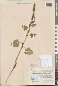 Oxybasis urbica (L.) S. Fuentes, Uotila & Borsch, Eastern Europe, North Ukrainian region (E11) (Ukraine)
