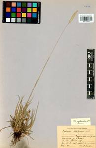 Phleum phleoides (L.) H.Karst., Siberia, Baikal & Transbaikal region (S4) (Russia)