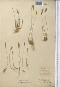 Poa bulbosa L., Middle Asia, Northern & Central Kazakhstan (M10) (Kazakhstan)