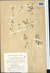 Astragalus filicaulis Kar. & Kir., Middle Asia, Pamir & Pamiro-Alai (M2) (Uzbekistan)