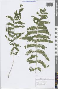 Thelypteris palustris Schott, Eastern Europe, Middle Volga region (E8) (Russia)