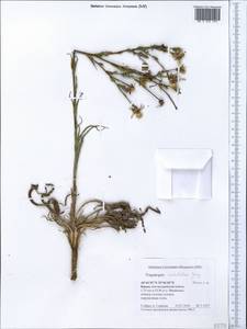 Tragopogon undulatus Jacq., Crimea (KRYM) (Russia)