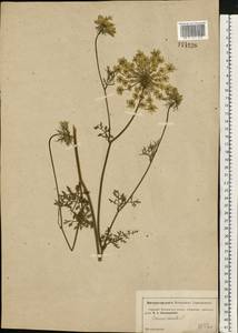 Daucus carota L., Eastern Europe, Moscow region (E4a) (Russia)