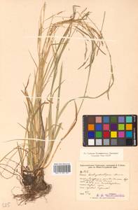 Carex bostrychostigma Maxim., Siberia, Russian Far East (S6) (Russia)
