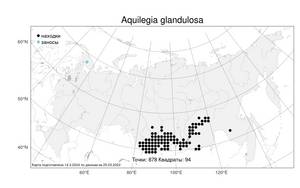 Aquilegia glandulosa Fisch., Atlas of the Russian Flora (FLORUS) (Russia)