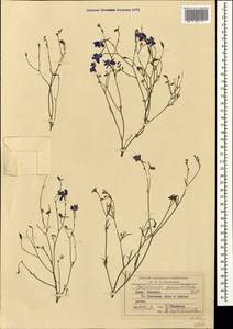 Delphinium consolida subsp. paniculatum (Host) N. Busch, Crimea (KRYM) (Russia)