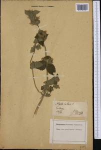 Nepeta cataria L., Western Europe (EUR) (Germany)