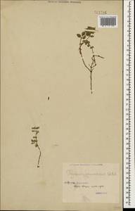 Thymus praecox subsp. caucasicus (Willd. ex Ronniger) Jalas, Caucasus, Georgia (K4) (Georgia)