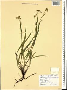 Bupleurum polyphyllum Ledeb., Caucasus, Stavropol Krai, Karachay-Cherkessia & Kabardino-Balkaria (K1b) (Russia)