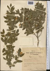 Lonicera tatarica L., Middle Asia, Northern & Central Kazakhstan (M10) (Kazakhstan)