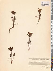 Pedicularis capitata Adams, Siberia, Chukotka & Kamchatka (S7) (Russia)
