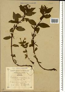 Epilobium algidum M. Bieb., Caucasus, Georgia (K4) (Georgia)