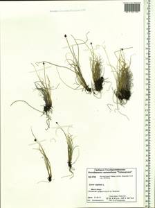 Carex capitata Sol., Siberia, Central Siberia (S3) (Russia)