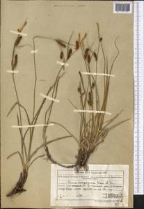 Carex songorica Kar. & Kir., Middle Asia, Northern & Central Tian Shan (M4) (Kazakhstan)