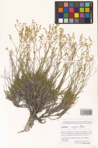 Lepidium lyratum L., Eastern Europe, Lower Volga region (E9) (Russia)