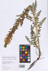 Pedicularis kaufmannii Pinzger, Eastern Europe, Lower Volga region (E9) (Russia)