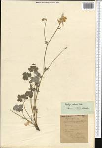 Aquilegia lactiflora Kar. & Kir., Middle Asia, Western Tian Shan & Karatau (M3) (Kyrgyzstan)