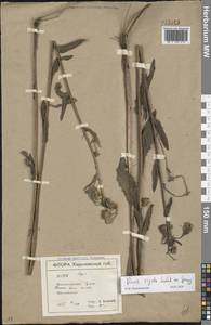Picris hieracioides subsp. hieracioides, Eastern Europe, North Ukrainian region (E11) (Ukraine)
