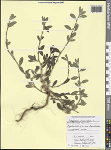 Polygonum maritimum L., Caucasus, Black Sea Shore (from Novorossiysk to Adler) (K3) (Russia)