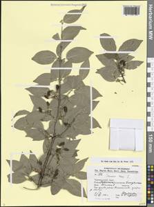 Cornus mas L., Caucasus, Black Sea Shore (from Novorossiysk to Adler) (K3) (Russia)