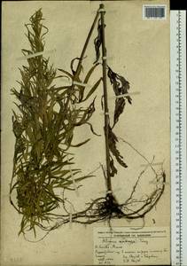 Artemisia umbrosa Turcz. ex DC., Siberia, Russian Far East (S6) (Russia)
