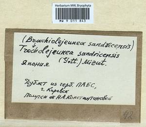 Acrolejeunea sandvicensis (Gottsche) Steph., Bryophytes, Bryophytes - Asia (outside ex-Soviet states) (BAs) (Japan)