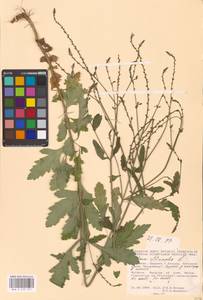 MHA 0 153 977, Verbena officinalis L., Eastern Europe, Moldova (E13a) (Moldova)