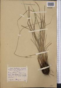 Carex buxbaumii Wahlenb., Middle Asia, Northern & Central Kazakhstan (M10) (Kazakhstan)