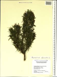 Salvia rosmarinus Schleid., Crimea (KRYM) (Russia)