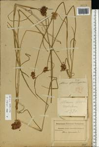 Allium rotundum L., Eastern Europe, Rostov Oblast (E12a) (Russia)