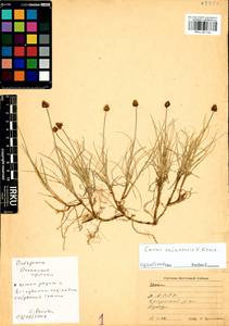 Carex sajanensis V.I.Krecz., Siberia, Yakutia (S5) (Russia)