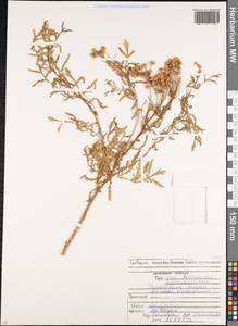 Tanacetum vulgare L., Caucasus, North Ossetia, Ingushetia & Chechnya (K1c) (Russia)