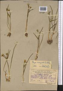 Gagea liotardii (Sternb.) Schult. & Schult.f., Middle Asia, Western Tian Shan & Karatau (M3) (Kazakhstan)
