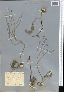 Bongardia chrysogonum (L.) Sp., Middle Asia, Karakum (M6) (Turkmenistan)