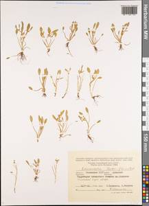Ranunculus lateriflorus DC., Eastern Europe, Lower Volga region (E9) (Russia)