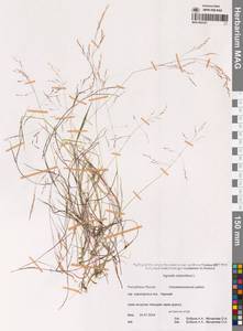 Agrostis stolonifera L., Siberia, Yakutia (S5) (Russia)