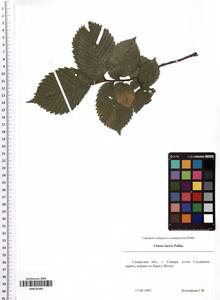 Ulmus laevis Pall., Eastern Europe, Middle Volga region (E8) (Russia)