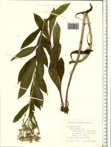 Senecio sarracenicus L., Eastern Europe, Central forest region (E5) (Russia)