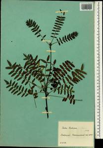 Sorbus koehneana C. K. Schneid., South Asia, South Asia (Asia outside ex-Soviet states and Mongolia) (ASIA) (Russia)