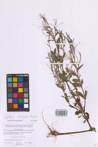 Epilobium ciliatum subsp. ciliatum, Eastern Europe, Moscow region (E4a) (Russia)