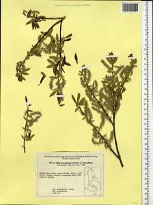 Salix brachypoda (Trautv. & C. A. Mey.) Kom., Siberia, Russian Far East (S6) (Russia)