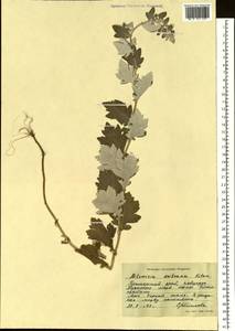 Artemisia saitoana Kitam., Siberia, Russian Far East (S6) (Russia)