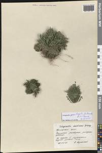 Selaginella graniticola Jie Yang bis & X.C.Zhang, Siberia, Russian Far East (S6) (Russia)